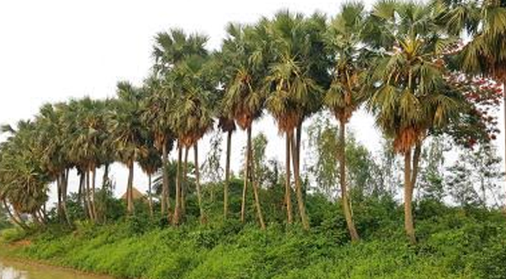 গ্রাম বাংলার তাল গাছ ও ফল হারিয়ে যাচ্ছে