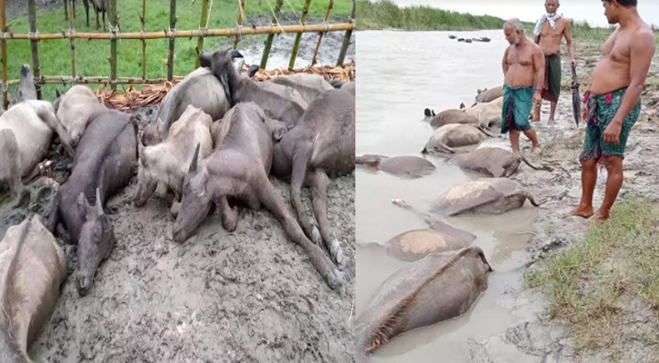 মেঘনা নদীর তীরে বজ্রপাতে ১৯ মহিষের মৃত্যু