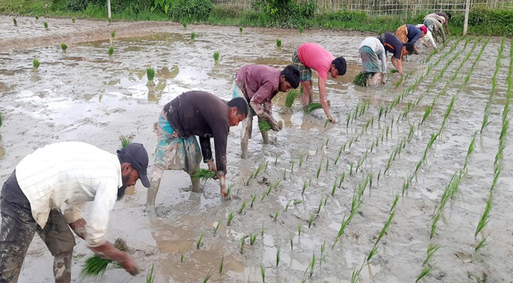 খাগড়াছড়িতে আমন চাষে ব্যস্ত কৃষকেরা