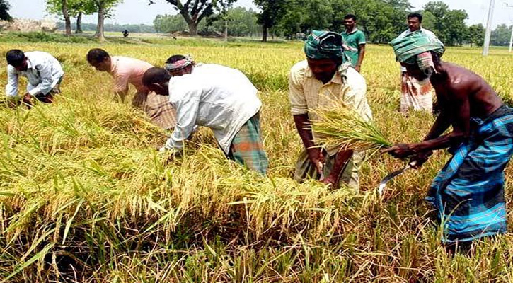 গৌরীপুরে আউশ ধান চাষে কৃষকের মুখে সোনালী হাসি