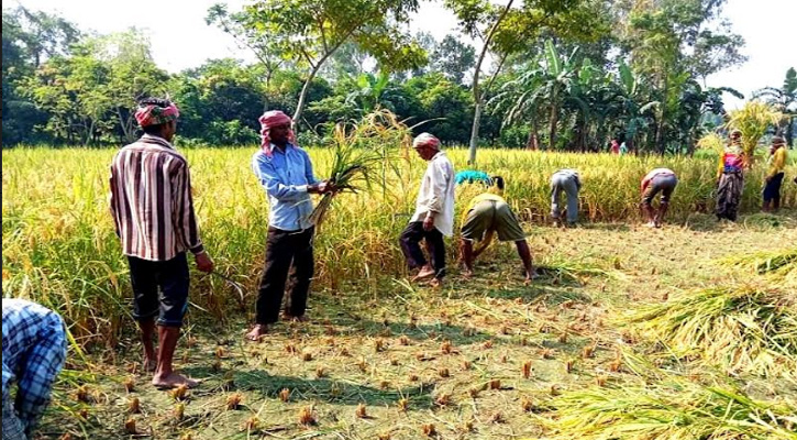  বিরামপুরে আগাম জাতের ধান কাটা শুরু