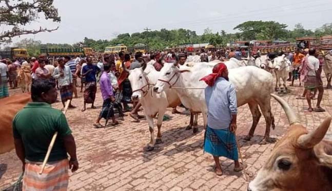 করোনার বিস্তার ঠেকাতে পশুহাট বন্ধের ঘোষনাঃ 