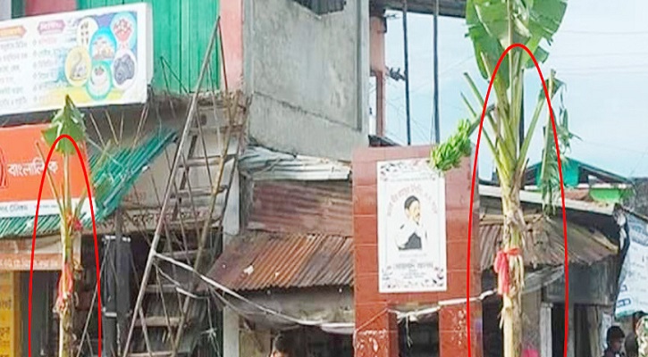 দলীয় টিকিট না পেয়ে কলাগাছ লাগিয়ে প্রতিবাদ!