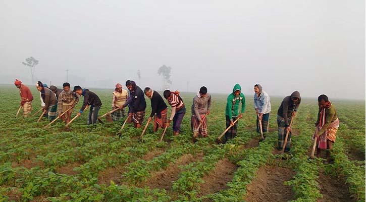 আলুতেই স্বপ্ন বুনছেন কালাইয়ের কৃষক