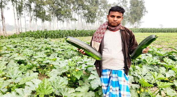 মধ্য প্রাচ্যের সবজি স্কোয়াশ চাষ হচ্ছে এখন আত্রাইয়ে