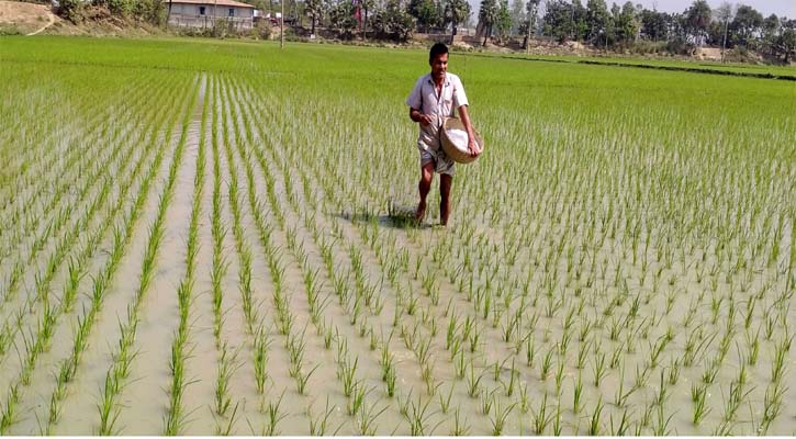 আত্রাইয়ে লক্ষ্যমাত্রার চেয়ে বেশি ধান উৎপাদন