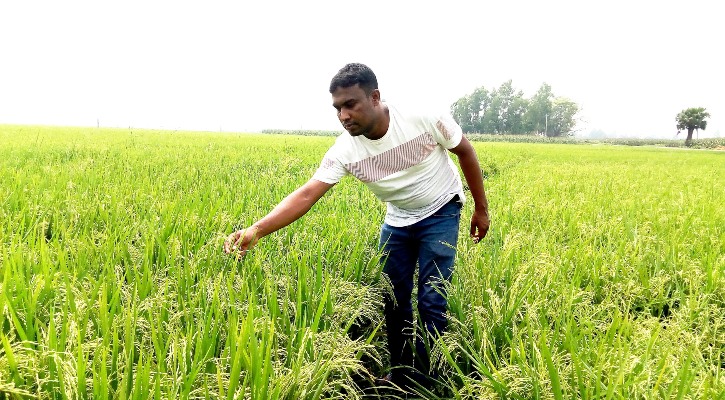 আত্রাইয়ের প্রতিটি মাঠে এখন সবুজের হাতছানি