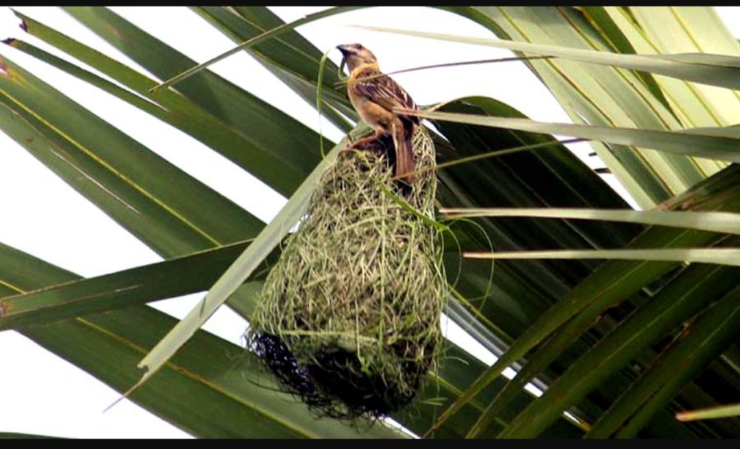 পাখির বাসায় আগুন