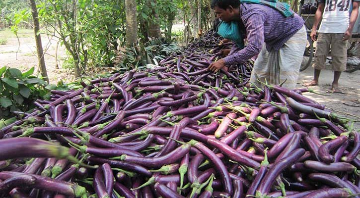 নরসিংদীতে বেগুন চাষে বাম্পার ফলন