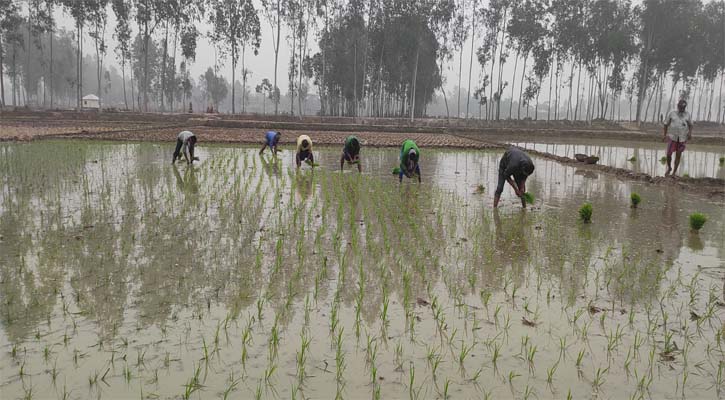 বিরামপুরে ধান রোপনে ব্যস্ত সময় পার করছে কৃষকরা