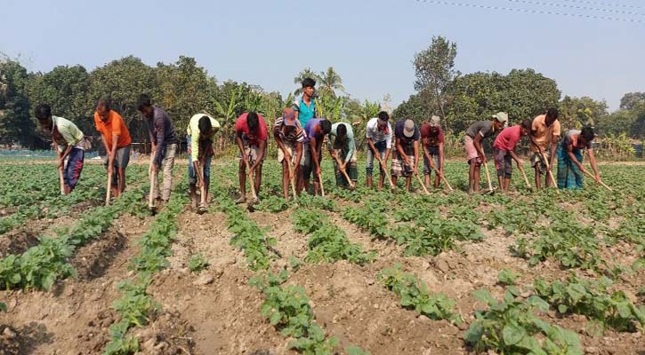 দুর্গাপুরে আলুর নিবিড় পরিচর্যায় ব্যস্ত কৃষক