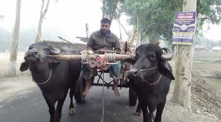 গরু-মহিষের গাড়ি আগের মত চোখে পড়ে না