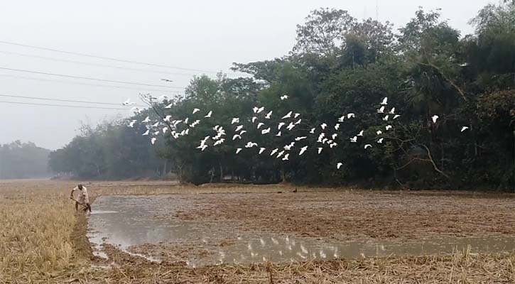 ফসলের মাঠে সাদা বকের মিলনমেলা