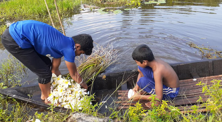 শ্রীপুরে জাতীয় ফুলে জীবিকা