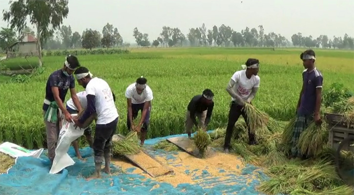অসহায় মহিলার ধান কেটে দিলেন ছাত্রলীগ