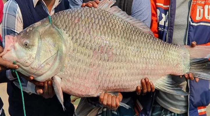 এক কাতলের দাম ২৯৪০০ টাকা