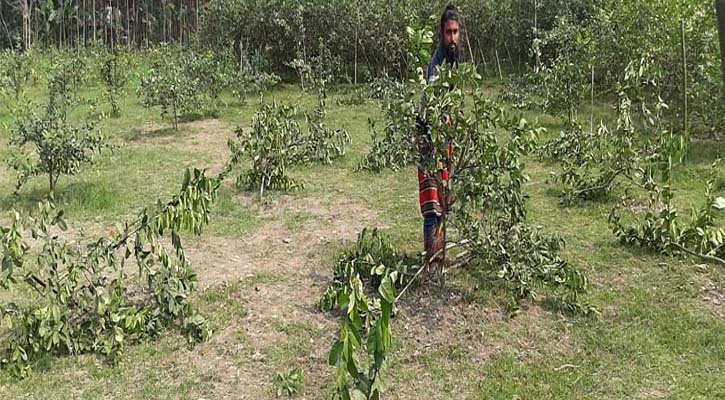 বড়াইগ্রামে শত্রুতার বলি ভ্যানচালকের লেবুর বাগান