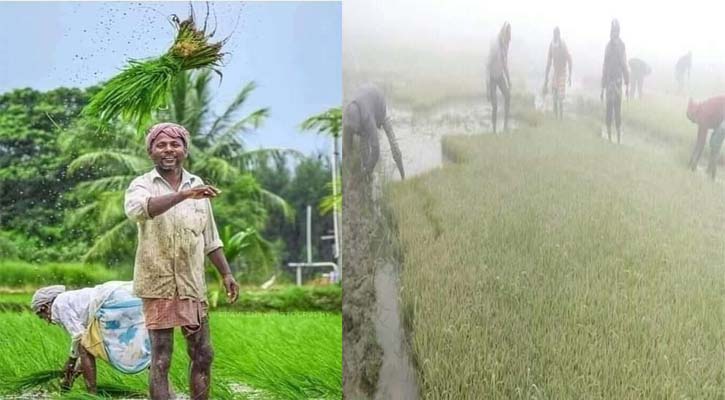 ক্ষতি পুষিয়ে নিতে ব্যস্ত সময় পার করছে কৃষকেরা