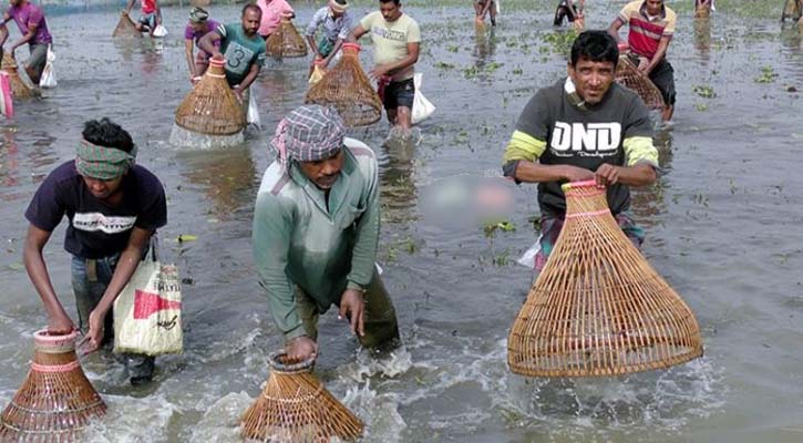 নড়াইলে পোলো দিয়ে মাছ ধরার উৎসব