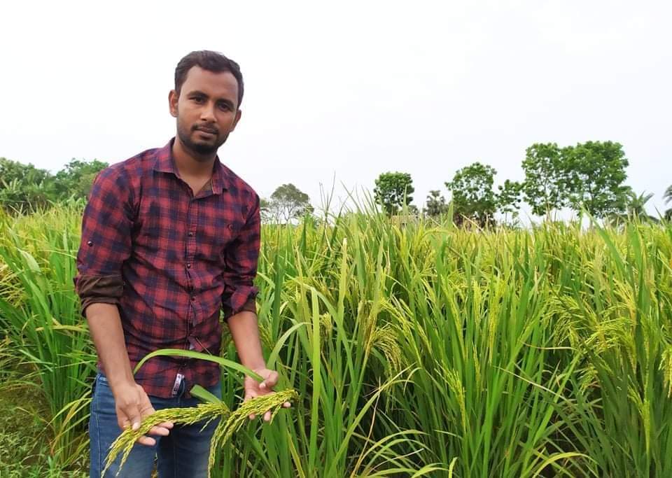 ফাতেমা ধান‍‍` চাষ করে বাম্পার ফলনের স্বপ্ন দেখছেন রিয়াজুল