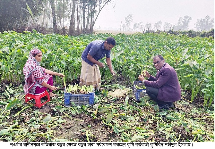 রাণীনগরে জনপ্রিয় হচ্ছে লতিরাজ কচুর চাষ