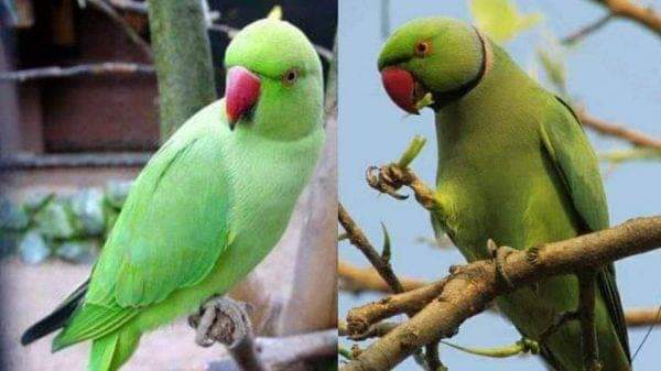 ভোলা থেকে হারিয়ে যাচ্ছে প্রকৃতির অলঙ্কার ‘সবুজ টিয়া