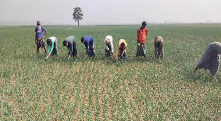 সালথায় পেঁয়াজ পরিচর্যায় ব্যস্ত চাষিরা