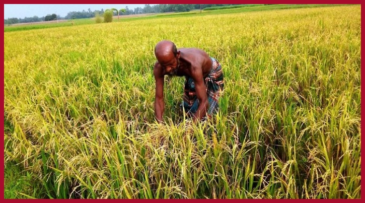 সিলেট জুড়ে বোরো ধান উত্তোলন শুরু !