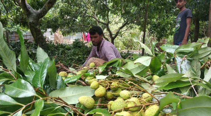 ঝড়ে পাবনায় লিচু চাষিদের সর্বনাশ