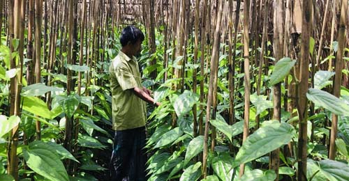 পাহাড়ে মিষ্টি পান