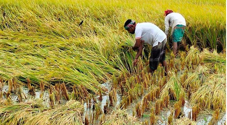 কৃষকের ১১৬ টাকা লাভ এক মণ ধানে!