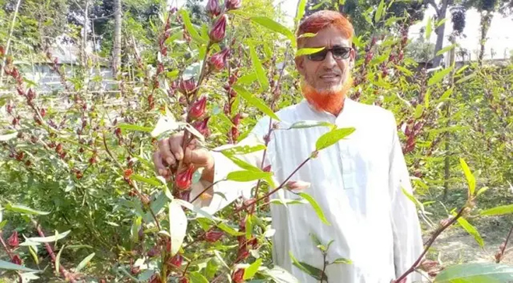 দেশেই এখন রোজেলা চায়ের উৎপাদন