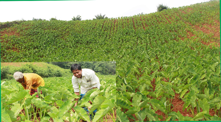 কচুর বাম্পার ফলনের স্বপ্ন দেখছে লালমাই পাহাড়ের কৃষকরা