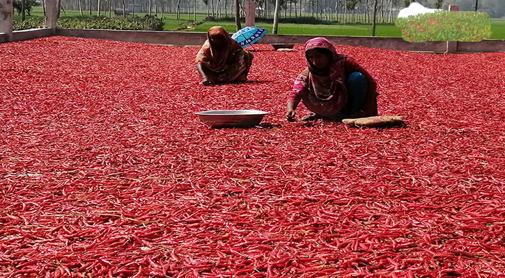 তিতাসে মরিচের বাম্পার ফলন