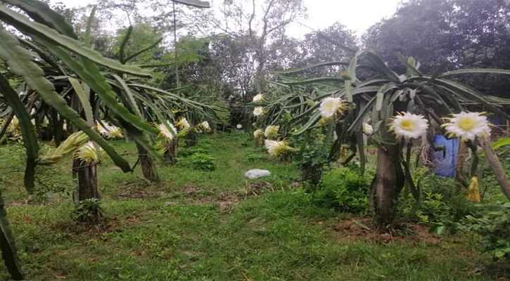 পতিত জমিতে ড্রাগন চাষে মমতাজুর রহমান এর সফলতা