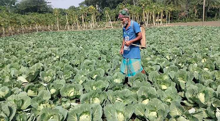 দক্ষিণ-পশ্চিমাঞ্চলের ৬ জেলায় গ্রীষ্মকালীন সবজি চাষের লক্ষ্যমাত্রা নির্ধারণ