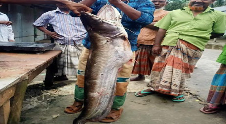 তিস্তায় ধরা পড়ল ১৭ কেজি ওজনের বোয়াল