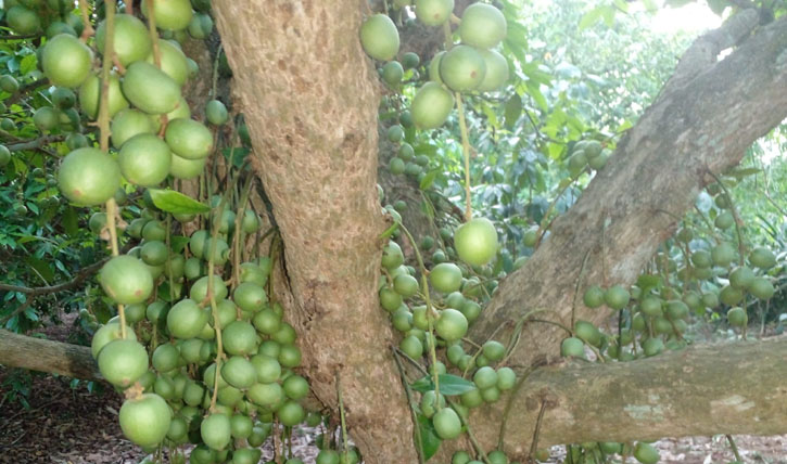 লটকন চাষে লাভবান নরসিংদীর কৃষক