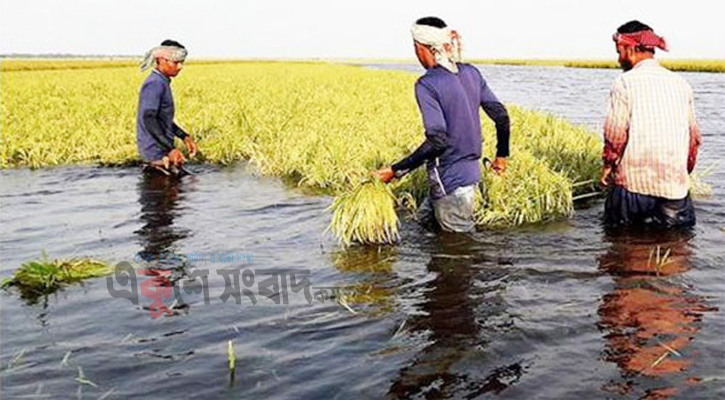 হাওরের কৃষকের মুখে হাসি, পানি কমায় স্বস্তিতে