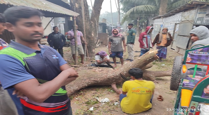 মুকসুদপুরে সরকারি রাস্তার গাছ কাটার অভিযোগ