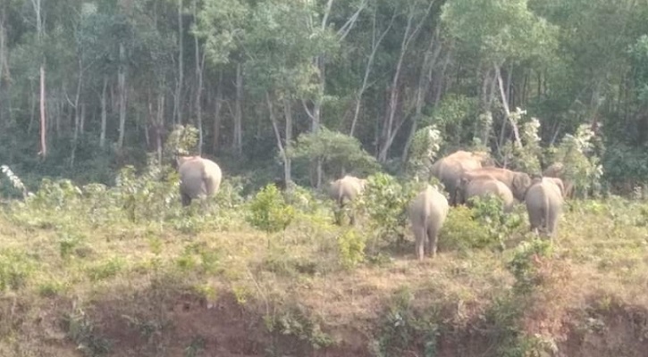 নালিতাবাড়ীতে বন্যহাতির তান্ডবে সামাজিক বনায়নের ব্যাপক ক্ষতি