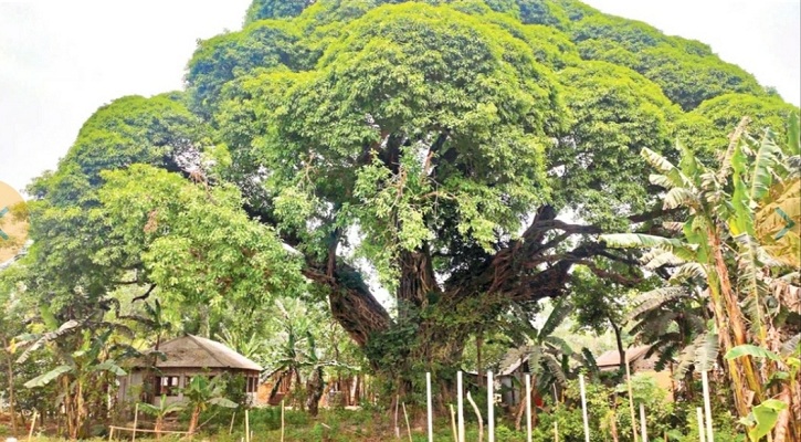 ঠাকুরগাঁওয়ের শতবর্ষী প্রাচীন গাছটির নাম জানে না কেউ ! 