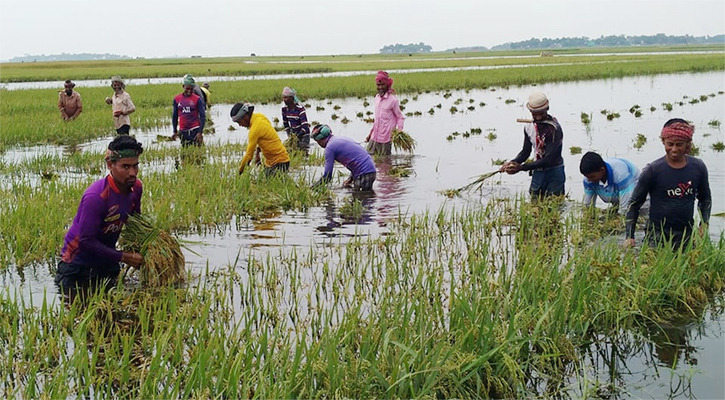 ফসলডুবির শঙ্কা কিশোরগঞ্জে, দ্রুত ধান কাটার আহ্বান