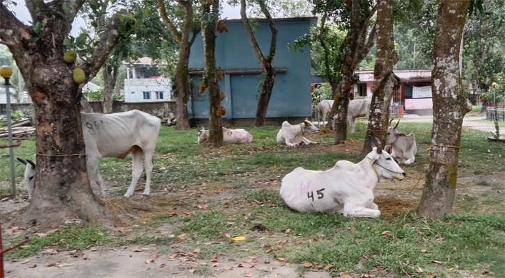 ডিমলায় ভারতীয় গরু আটক