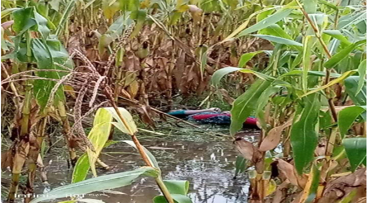 ভুট্টা ক্ষেতে শিক্ষার্থীর মরদেহ উদ্ধার