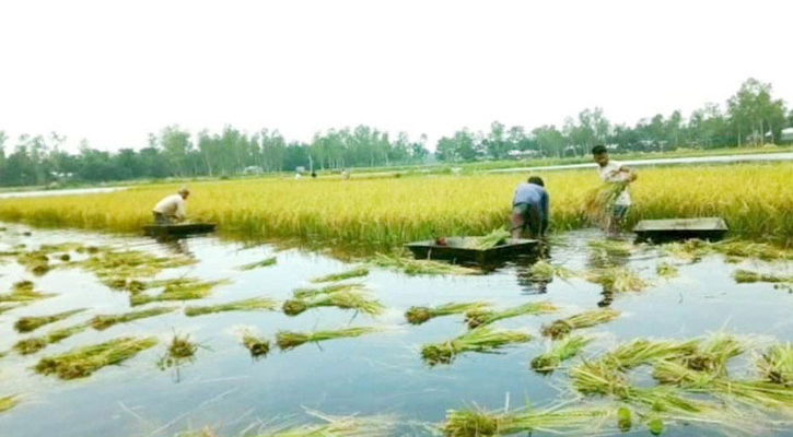 অতি বৃষ্টিতে জলে তলিয়ে গেছে কৃষকের পাকা ধান