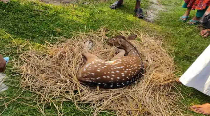 লোকালয় থেকে হরিণ ও অজগর উদ্ধারে সুন্দরবন অবমুক্ত