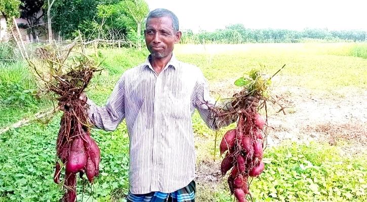 কৃষি অর্থনীতিতে অবদান রাখবে জাপানি মিষ্টি আলু