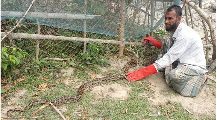 শরণখোলায় উদ্ধার ১২ ফুট লম্বা অজগর 