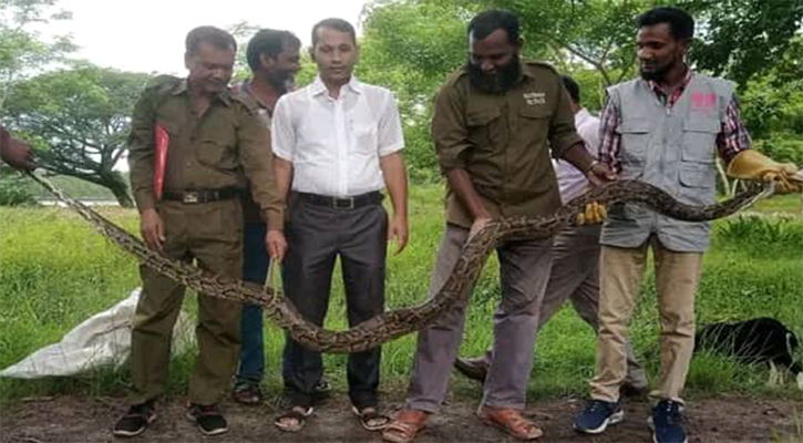 শরণখোলায় ১২ ফুট লম্বা অজগর উদ্ধার